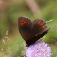 Erebia pronoe