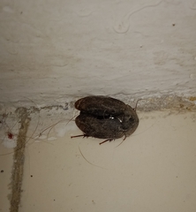 Homoeogamia mexicana