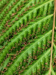 Woodwardia prolifera