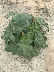 Ricinus communis
