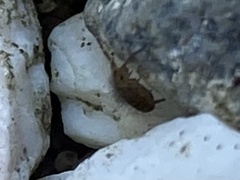 Entomobrya nivalis