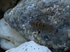 Entomobrya nivalis