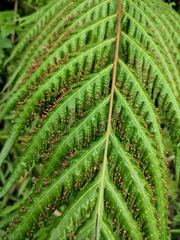 Woodwardia prolifera