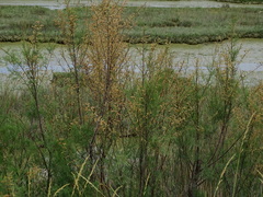 Tamarix parviflora