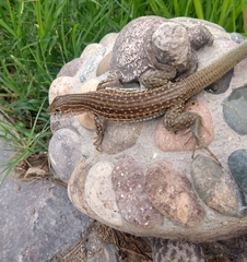 Aspidoscelis gularis