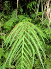 Woodwardia prolifera