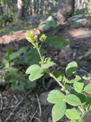 Lespedeza hirta