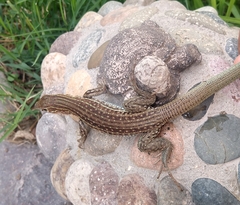 Aspidoscelis gularis