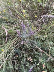 Odontites vulgaris