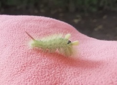 Calliteara pudibunda