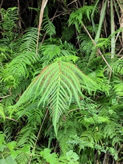 Woodwardia prolifera