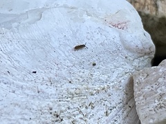 Isotomurus