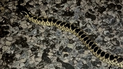 Lampropeltis splendida