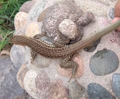 Aspidoscelis gularis