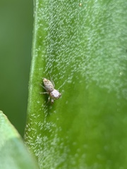 Hentzia