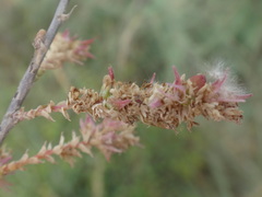 Tamarix parviflora