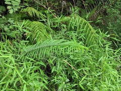 Pteris vittata