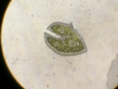 Festuca filiformis