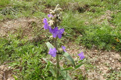 Tradescantia crassifolia