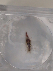 Chrysoperla rufilabris