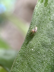 Hentzia