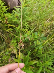 Juncus effusus