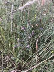 Odontites vulgaris