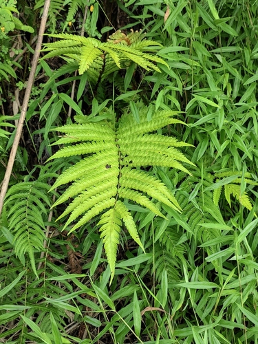 Japanese Chain Fern