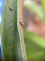 Hentzia