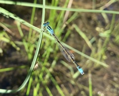 Ischnura pumilio