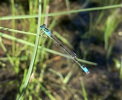 Ischnura pumilio