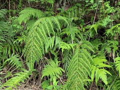 Woodwardia prolifera