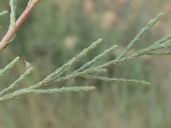 Tamarix parviflora