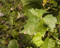 Phyllocnistis vitifoliella