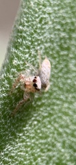 Hentzia