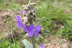 Tradescantia crassifolia