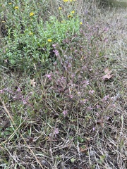 Odontites vulgaris