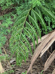 Woodwardia prolifera