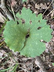 Sanguinaria canadensis