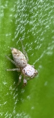 Hentzia