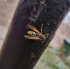 Polistes dominula