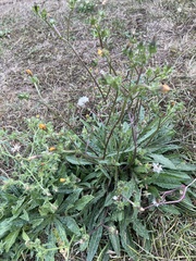 Helminthotheca echioides