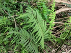 Christella parasitica