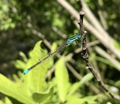 Ischnura pumilio