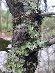Hyla femoralis