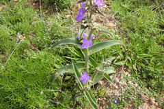 Tradescantia crassifolia