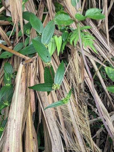 Hairy Pouzolz's Bush