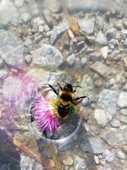 Bombus campestris