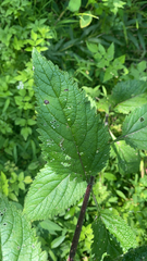 Verbena urticifolia