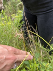 Juncus effusus